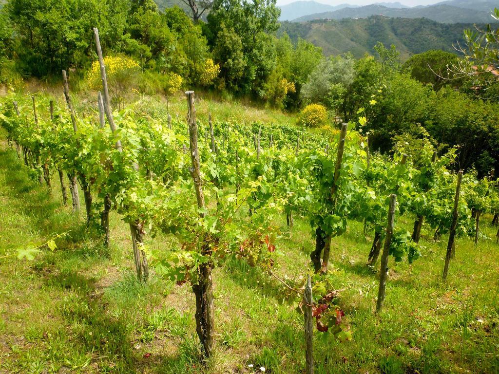 Bed and Breakfast Benvenuti Nel Sud Sessa Cilento Exteriér fotografie